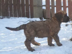 briard plavý