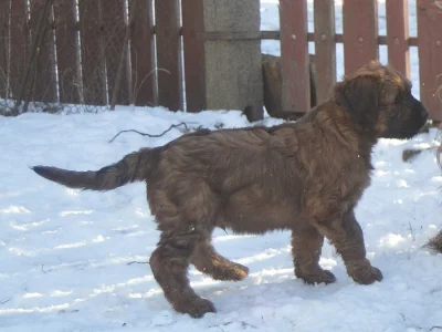 briard plavý