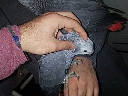 Africký šedý Papoušci