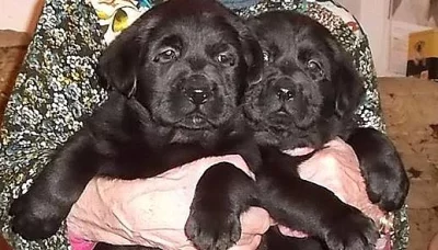 Labrador s PP černá+smetanová štěňátka