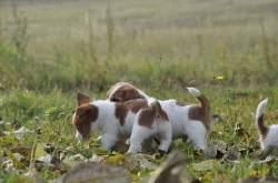 Jack Russell Teriér na prodej s PP