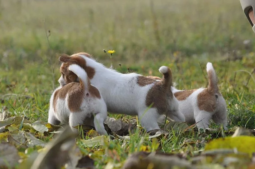 Jack Russell Teriér na prodej s PP