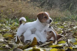 Jack Russell Teriér na prodej s PP