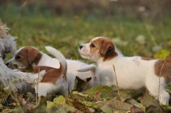 Jack Russell Teriér na prodej s PP