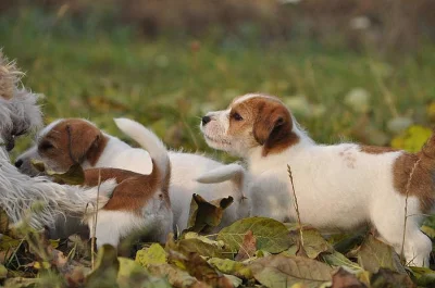 Jack Russell Teriér na prodej s PP
