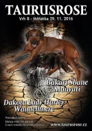 Rhodéský Ridgeback štěňátka s PP