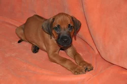 Rhodéský Ridgeback štěňátka s PP