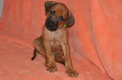 Rhodéský Ridgeback štěňátka s PP