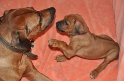Rhodéský Ridgeback štěňátka s PP