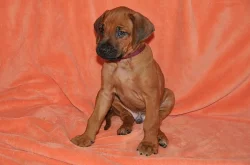 Rhodéský Ridgeback štěňátka s PP
