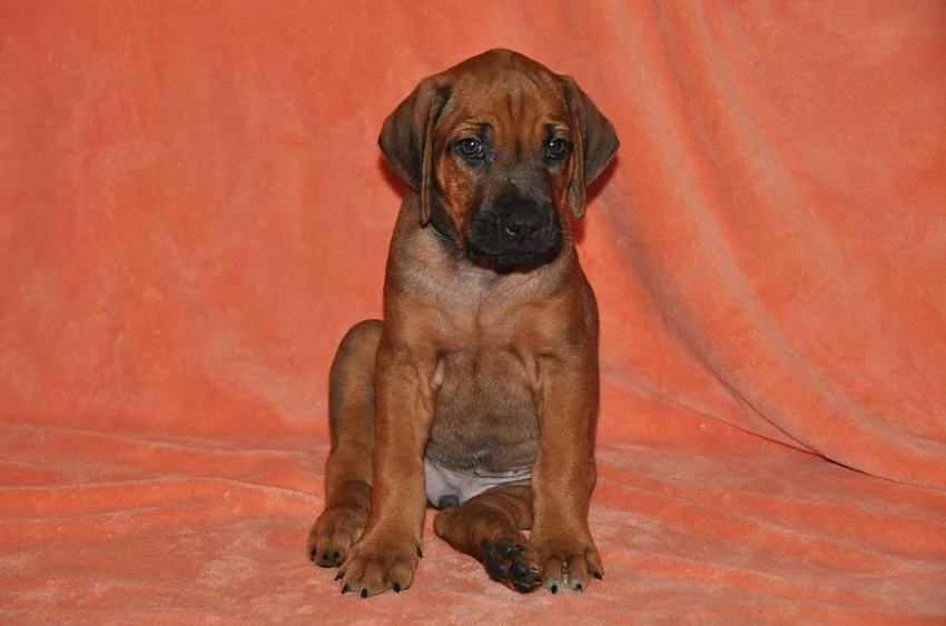 Rhodéský Ridgeback štěňátka s PP