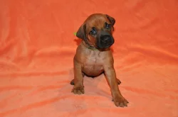 Rhodéský Ridgeback štěňátka s PP