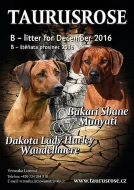 Rhodéský Ridgeback štěňátka s PP