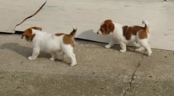 Jack Russell Teriér na prodej s PP