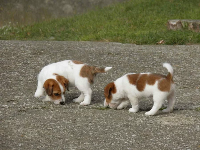 Jack Russell Teriér na prodej s PP