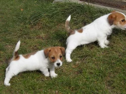 Jack Russell Teriér na prodej s PP