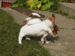 Jack Russell Teriér na prodej s PP