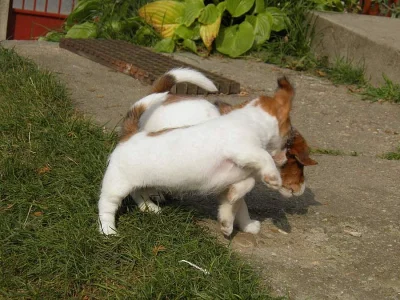Jack Russell Teriér na prodej s PP