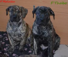 Boerboel štěňata s PP