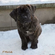 Boerboel štěňata s PP