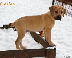 Boerboel štěňata s PP