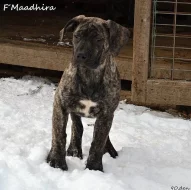 Boerboel štěňata s PP