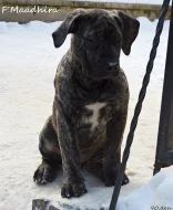 Boerboel štěňata s PP