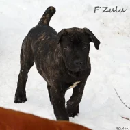 Boerboel štěňata s PP