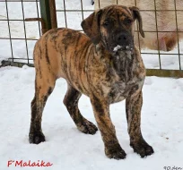 Boerboel štěňata s PP