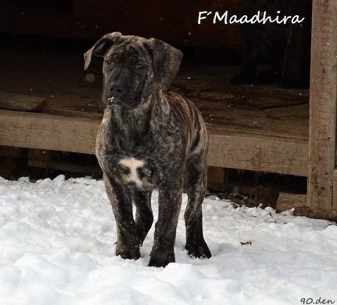 Boerboel štěňata s PP