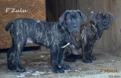 Boerboel štěňata s PP
