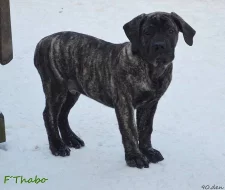 Boerboel štěňata s PP