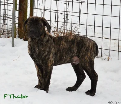 Boerboel štěňata s PP