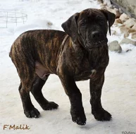Boerboel štěňata s PP