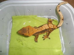 RHACODACTYLUS CILIATUS - Pagekon řasnatý - samičky