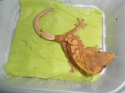 RHACODACTYLUS CILIATUS - Pagekon řasnatý - samičky