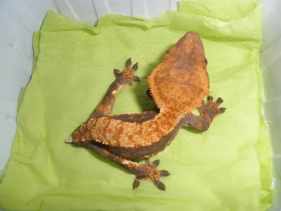 RHACODACTYLUS CILIATUS - Pagekon řasnatý - samičky