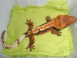 RHACODACTYLUS CILIATUS - Pagekon řasnatý - samičky