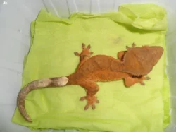 RHACODACTYLUS CILIATUS - Pagekon řasnatý - samičky