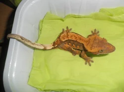 RHACODACTYLUS CILIATUS - Pagekon řasnatý - samičky
