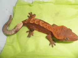 RHACODACTYLUS CILIATUS - Pagekon řasnatý - samičky
