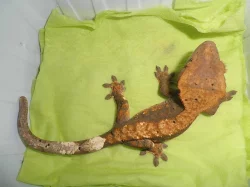 RHACODACTYLUS CILIATUS - Pagekon řasnatý - samičky