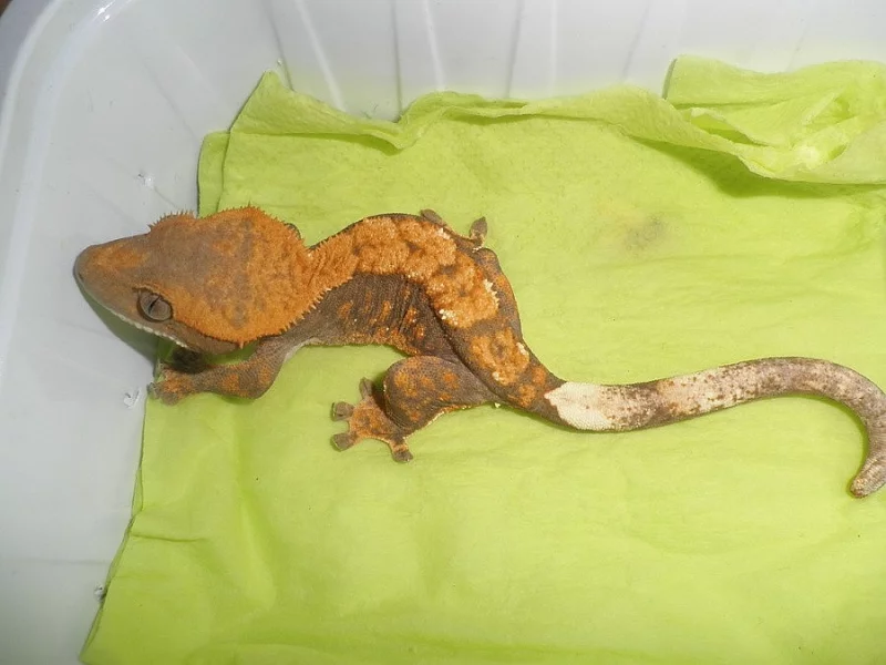RHACODACTYLUS CILIATUS - Pagekon řasnatý - samičky