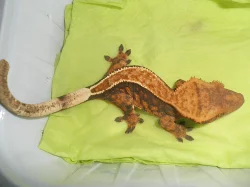 RHACODACTYLUS CILIATUS - Pagekon řasnatý - samičky