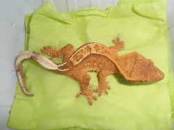 RHACODACTYLUS CILIATUS - Pagekon řasnatý - samičky