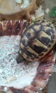 Želva zelenavá - testudo hermanni