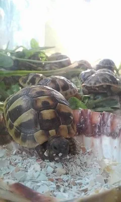 Želva zelenavá - testudo hermanni