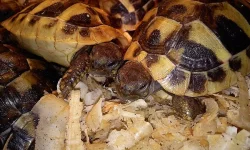 Želva zelenavá - testudo hermanni