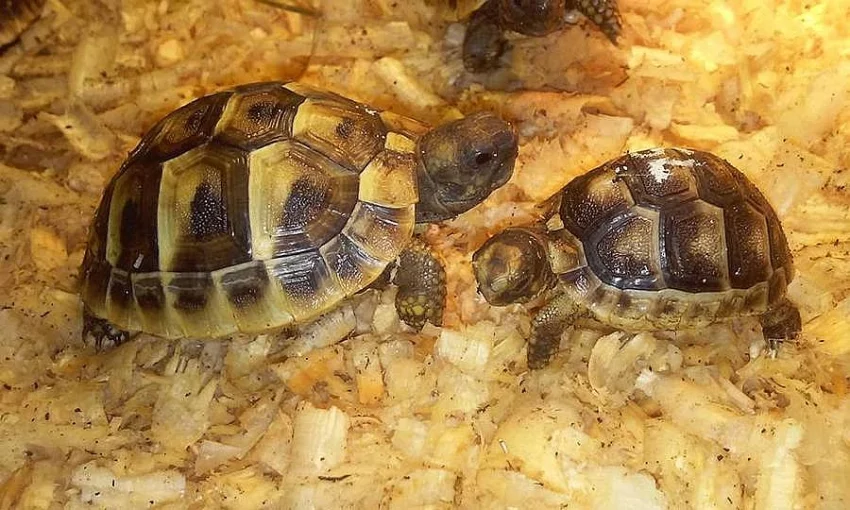 Želva zelenavá - testudo hermanni
