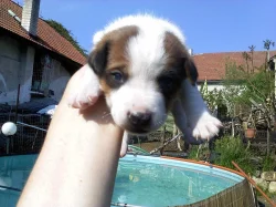 Jack russel terriér - štěňata